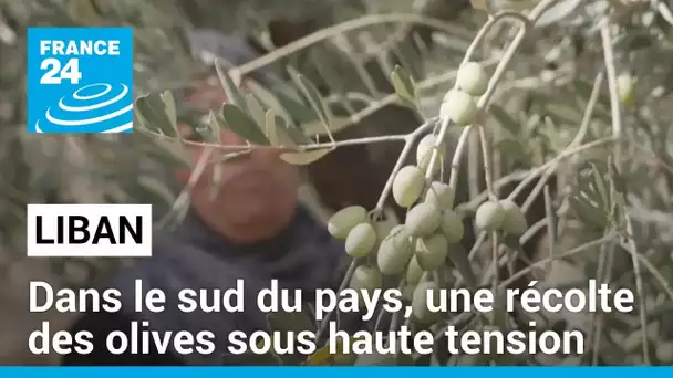 Dans le sud du Liban, une récolte des olives sous haute tension • FRANCE 24