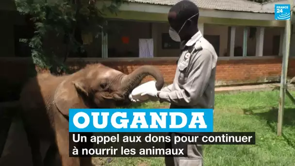 Ouganda : une réserve naturelle appelle aux dons pour continuer à nourrir ses animaux