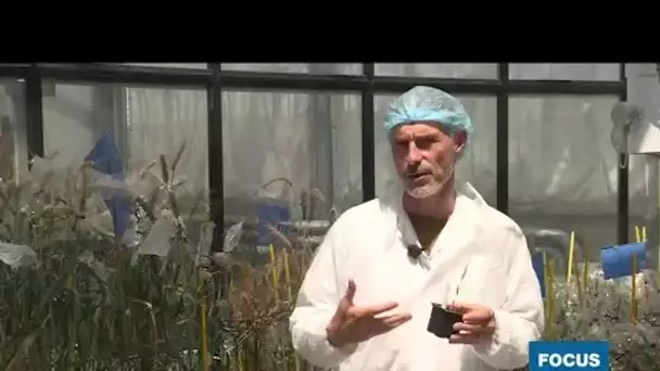 Réchauffement climatique : les agronomes français à la recherche du blé de l'espoir