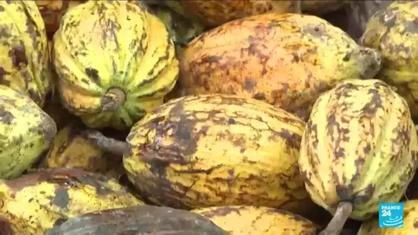 Salon du chocolat à Paris : quelle rémunération des producteurs de cacao en Afrique ?