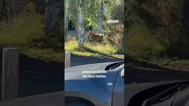 Un cerf traqué par un équipage de chasse à courre trouve refuge devant la gendarmerie de Senlis