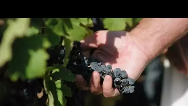 Le réchauffement du climat favorise la production de vin au Royaume-Uni