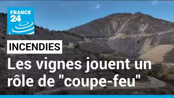 Incendies dans les Pyrénées : les vignes ont joué le rôle de "coupe-feu" • FRANCE 24