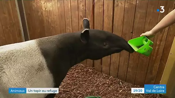 Arrivée d'un tapir au zoo refuge La Tanière près de Chartres