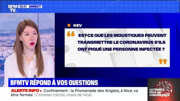 Un moustique peut-il transmettre le virus ? BFMTV répond à vos questions