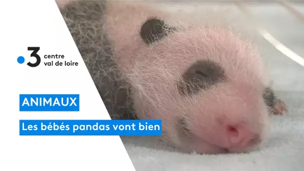 Zoo de Beauval : les bébés pandas se portent bien, les jumelles ont bien grandis