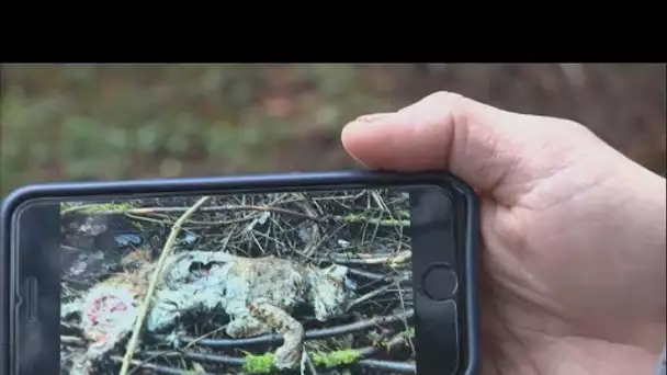 Faune sauvage en France : des primes contre les braconniers pour briser l'omerta