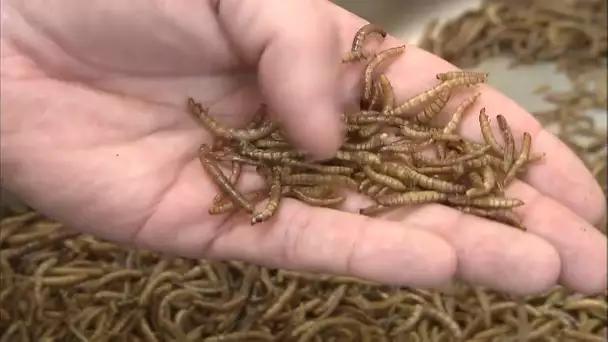 Ces nouvelles protéines dans nos supermarchés