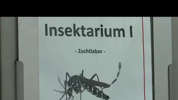 À la découverte Riems, "l'Alacatraz aux virus", dans le nord de l'Allemagne