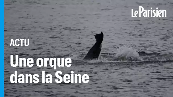 Une orque affaiblie et coincée dans la Seine depuis dix jours
