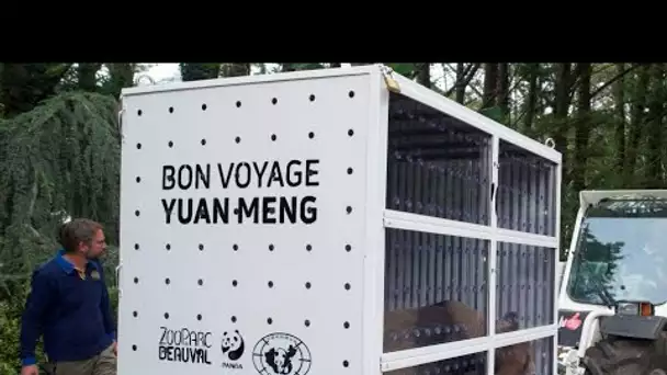 Bon voyage Yuan Meng : le premier panda né en France s'envole pour la Chine