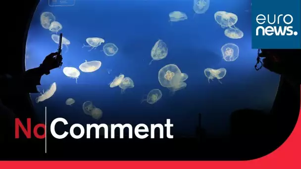 L'aquarium de Tokyo ouvre un nouvel espace panoramique pour les méduses