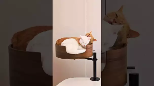 Un panier pour chat sur le bureau