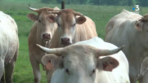 Coup de gueule filière bovine contre baisse des prix en Vendée