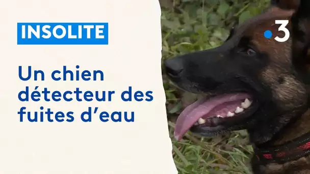 Insolite : quand un chien détecte les fuites d'eau