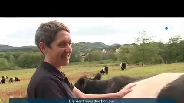 De nouvelles races bovines pour entretenir les Vosges du Nord