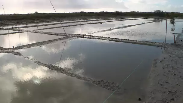 Marais salants : les pieds dans la gadoue pour les Restos du Cœur