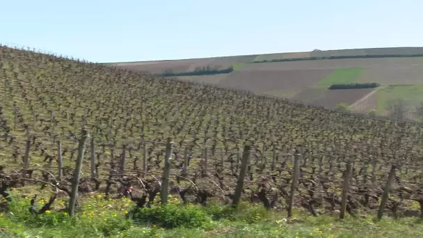 Coronavirus : l'activité économique des vignerons de Sancerre