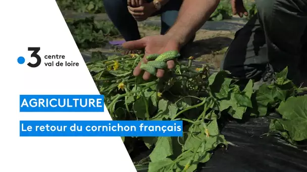 Loir-et-Cher : une production particulière, les cornichons