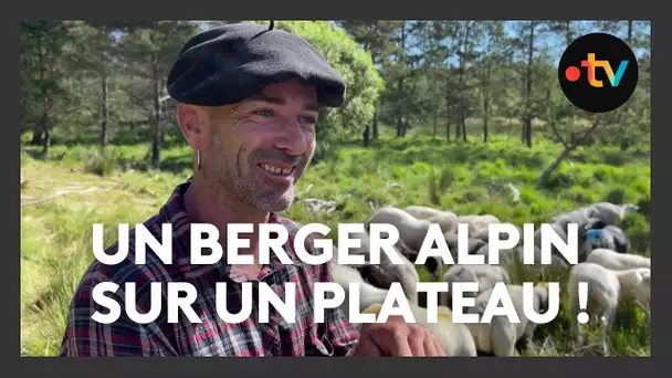 Un berger alpin en transhumance sur le plateau de Millevaches