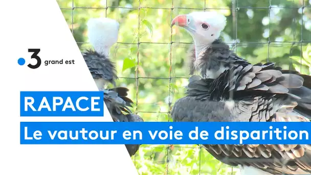 Vautours : comment protéger un rapace en voie de disparition