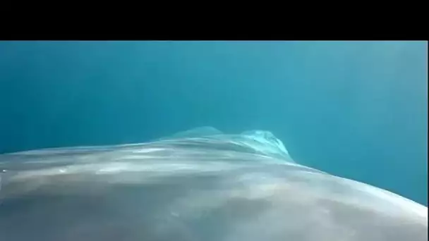 La baleine bleue a du coeur