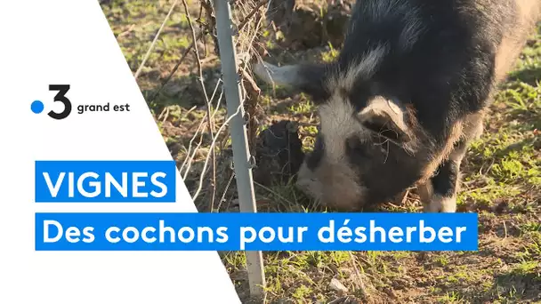 Les cochons nains plus efficaces que les moutons pour désherber le vignoble champenois