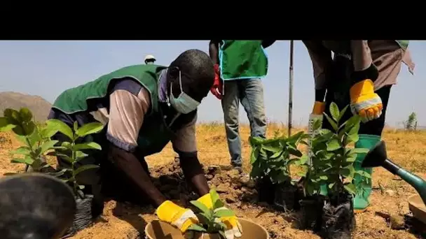 Cameroun : les réfugiés nigérians de Minawao luttent contre la désertification • FRANCE 24