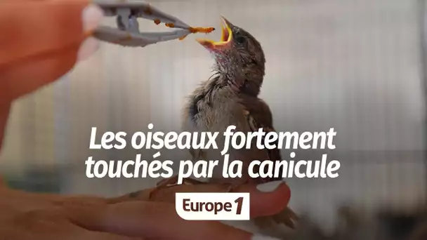 Les oiseaux, premières victimes de la canicule : "Ils arrivent dans un état de maigreur extrême"