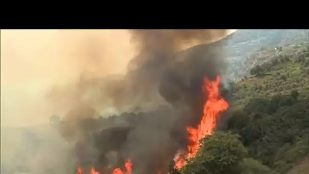 Algérie : des faux de forêt ravageurs font au moins 26 mort