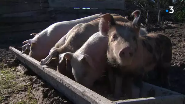 Roquemaure : des aides pour les éleveurs porcins qui font face au durcissement des normes sanitaires