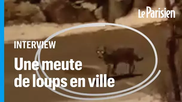 Loups filmés à Modane : «C'est pas encore la psychose, mais je ne sais pas quoi faire », confie