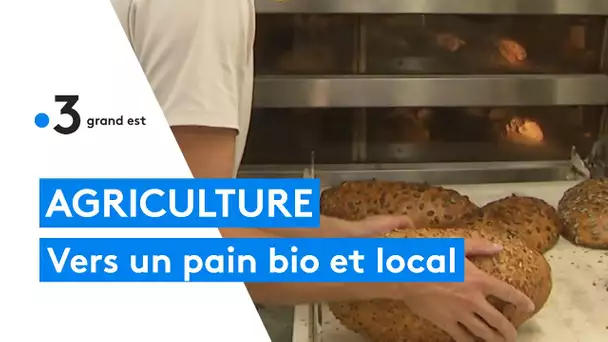 Agriculture : une alternative 100% locale et bio pour la production de pain