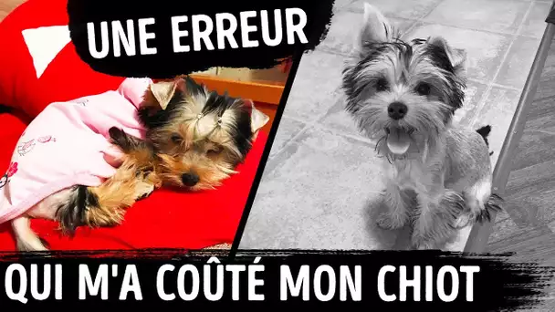 Mon Chien a Disparu, Cela m’a Appris la Plus Grande des Leçons