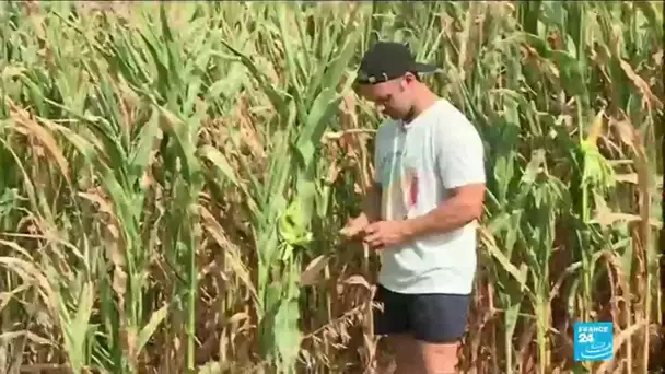 Canicule : les agriculteurs tentent de s'organiser face à la vague de chaleur