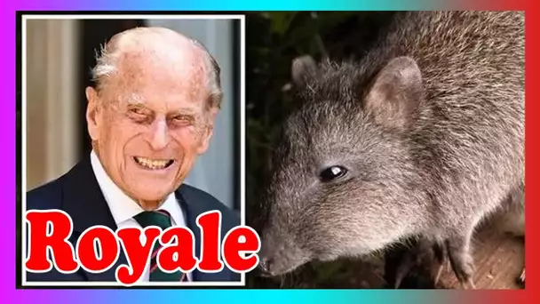 Philip et le «rat-kangourou amoureux de truffe» – comment Duke a involontairement sauvé un mammifère