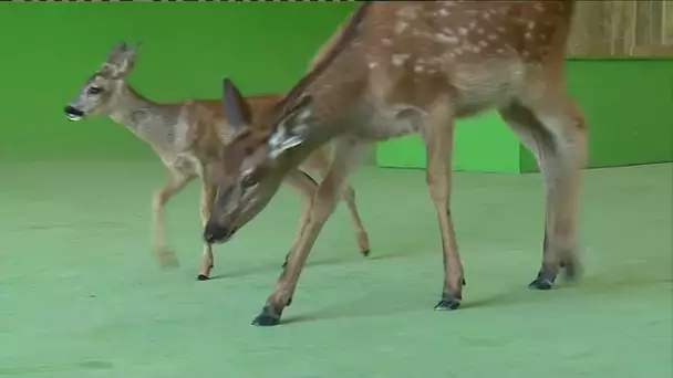 Rencontre avec des  vedettes de cinéma : les animaux acteurs