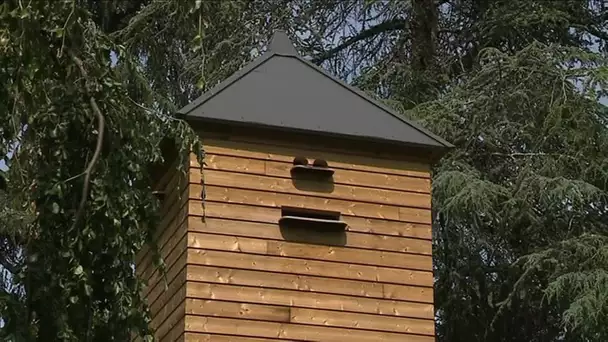 Installation de pigeonniers à Mâcon