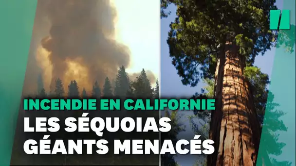 Un incendie menace les séquoias géant de Yosemite, en Californie