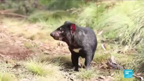 Diable de Tasmanie : retour du marsupial en Australie 3 000 ans après sa disparition