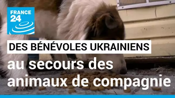 En Ukraine, des bénévoles au secours des animaux de compagnie • FRANCE 24