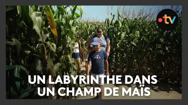 Un labyrinthe dans un champ de maïs, on sait quand on y rentre mais jamais quand on en sort