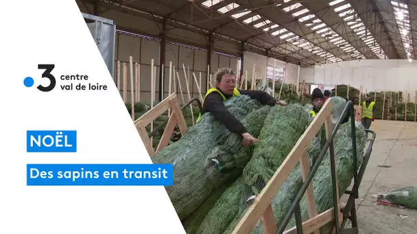 Mezières-en-Brenne : 50 000 sapins de Noël livrés dans toute la France, 100% made in Indre