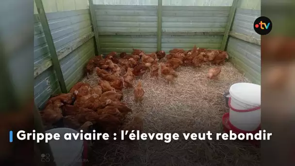 Grippe aviaire en Bretagne : l’élevage veut rebondir