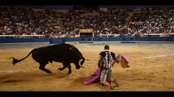 Débat sur l'interdiction de la corrida : des réactions un peu «olé olé»