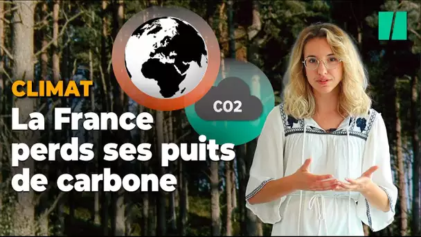 Pourquoi le Haut Conseil pour Climat pointe du doigt les puits de carbone ?