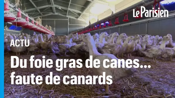 Grippe aviaire : le foie gras de cane va remplacer le foie gras de canard à Noël