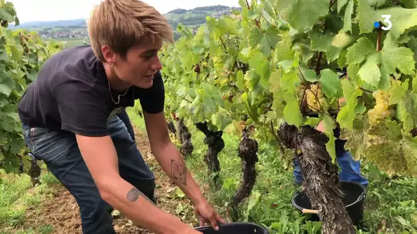 Une journée de vendanges dans le Jura, à Nevy-sur-Seille