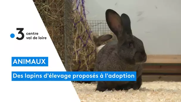 Chartres : au zoo refuge de La Tanière, des lapins d'élevage proposés à l'adoption