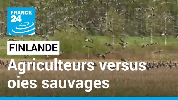 Agriculteurs versus oies sauvages : en Finlande, le réchauffement climatique crée des conflits